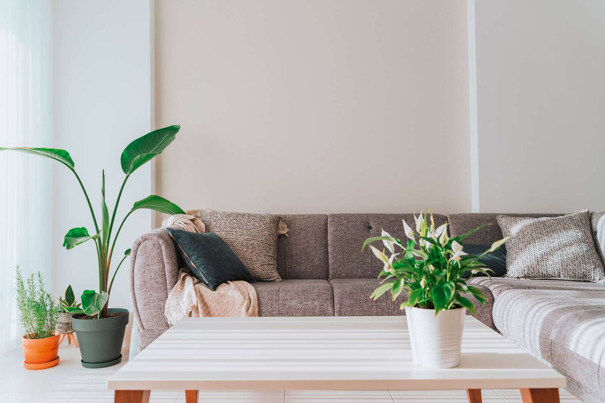 The Bramble Cloister | Smoked Grey Luxe