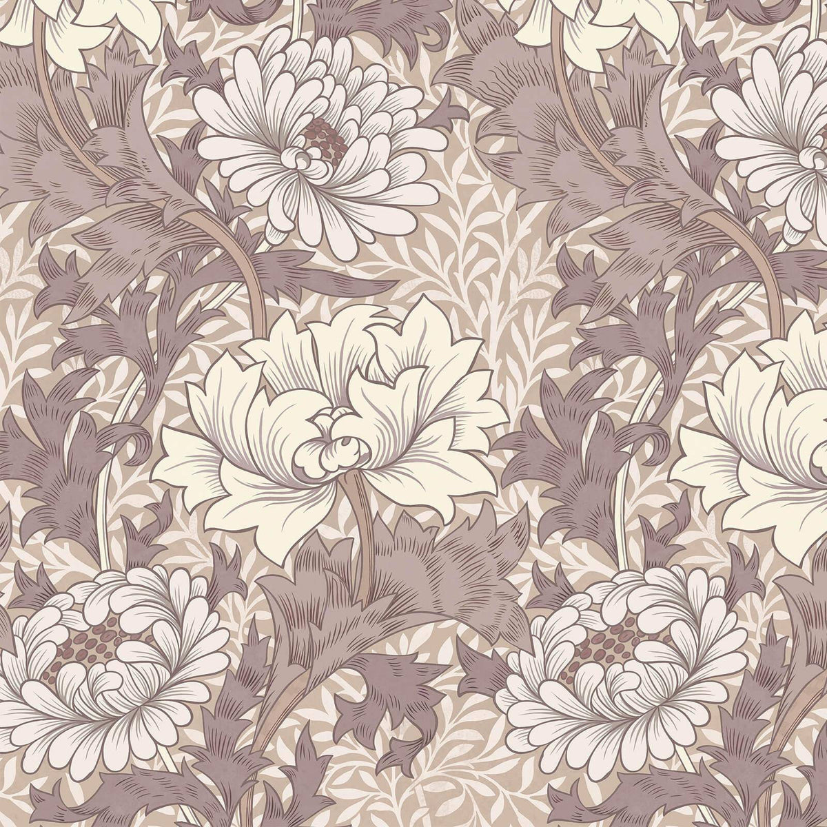 CHRYSANTHEMUM MAGNA Wallpaper - Astrantia — image 1