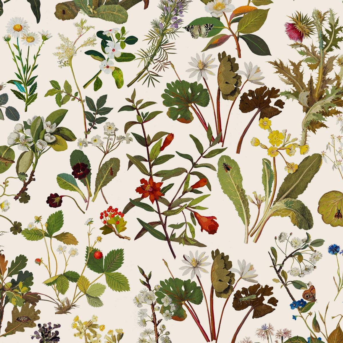 Herbarium | Ecru — 1