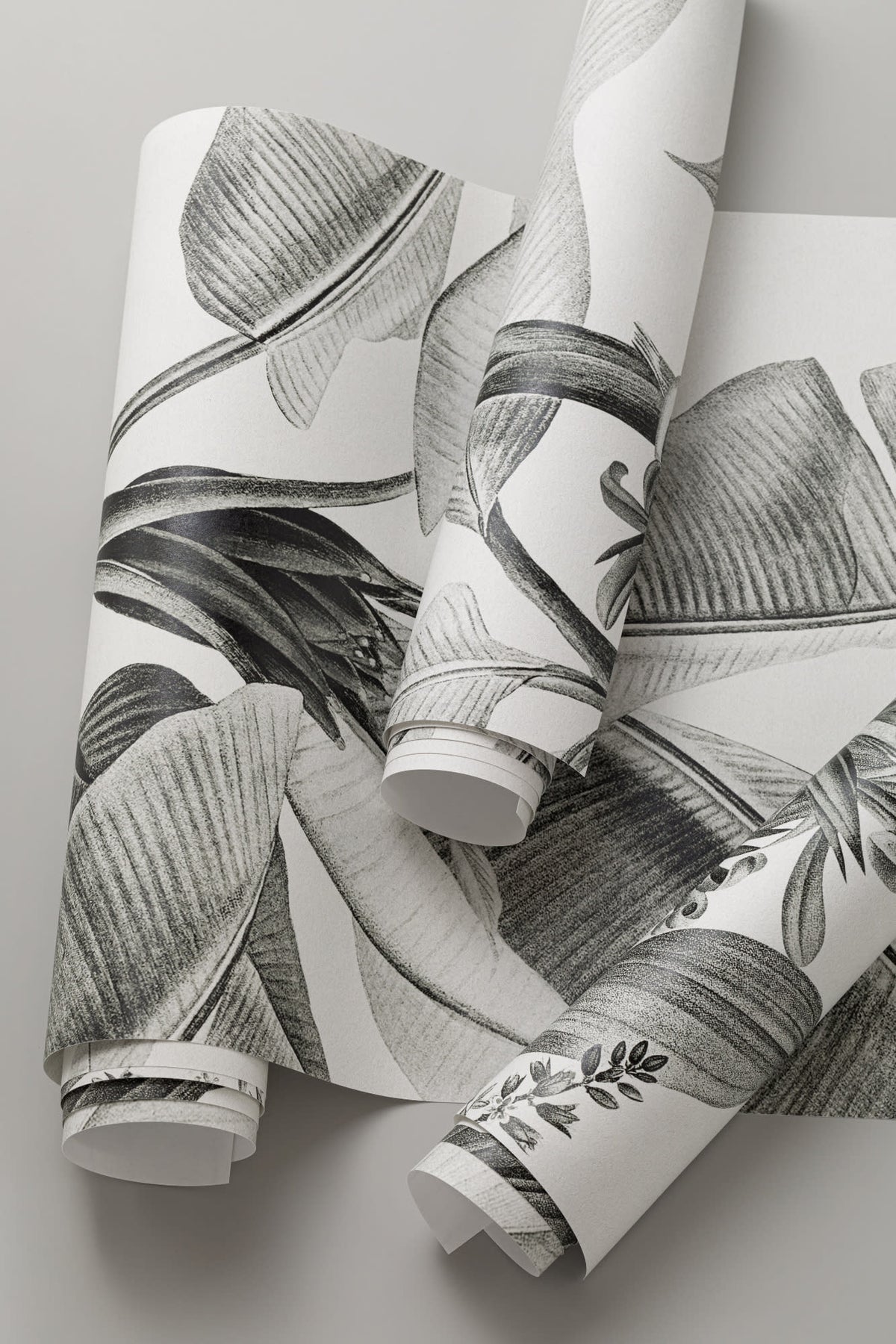 Rolled panel of The Botanic Frieze mural in charcoal and white, another angle