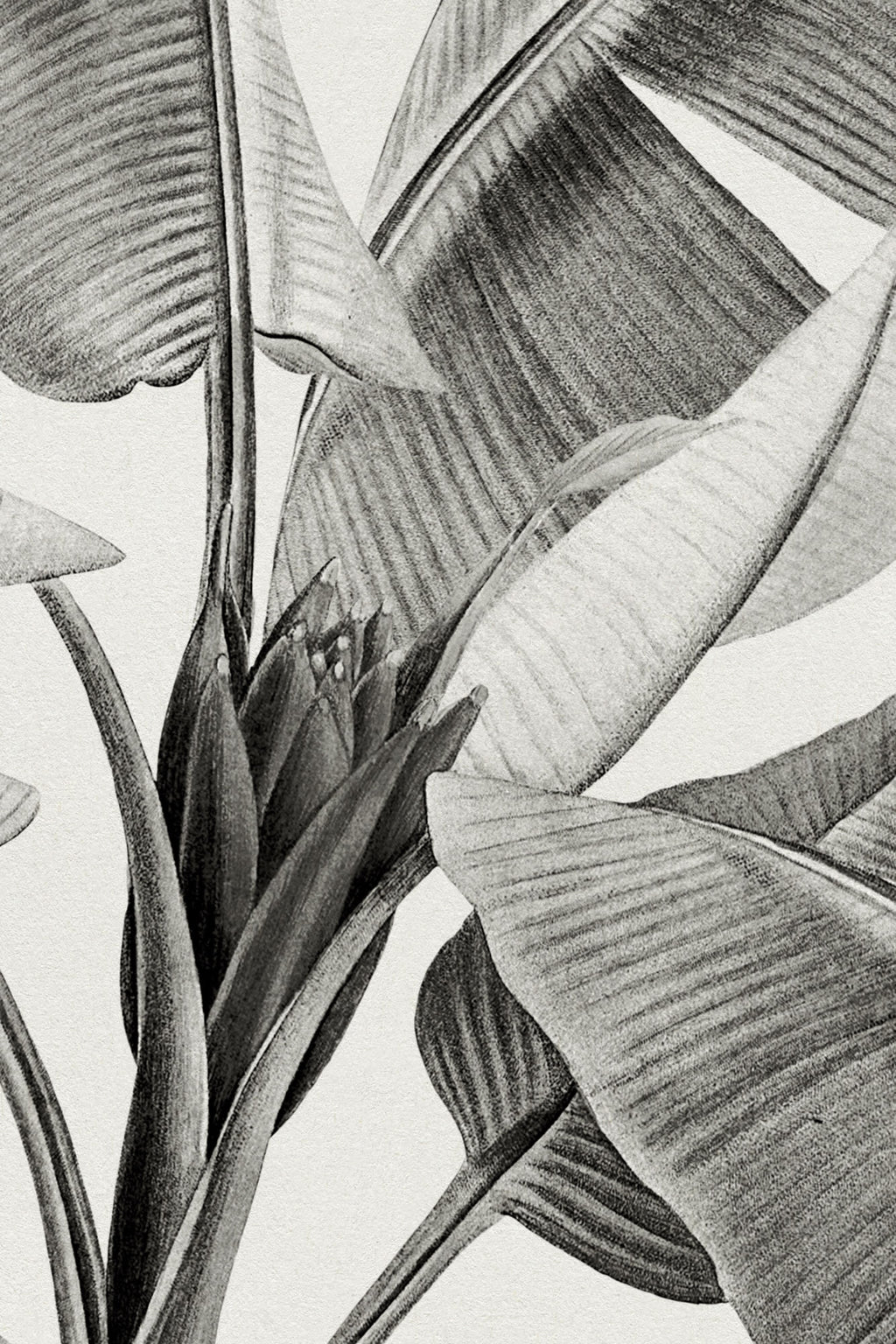 Close-up of The Botanic Frieze mural in charcoal and white showing the tropical plants rising from the base in detail
