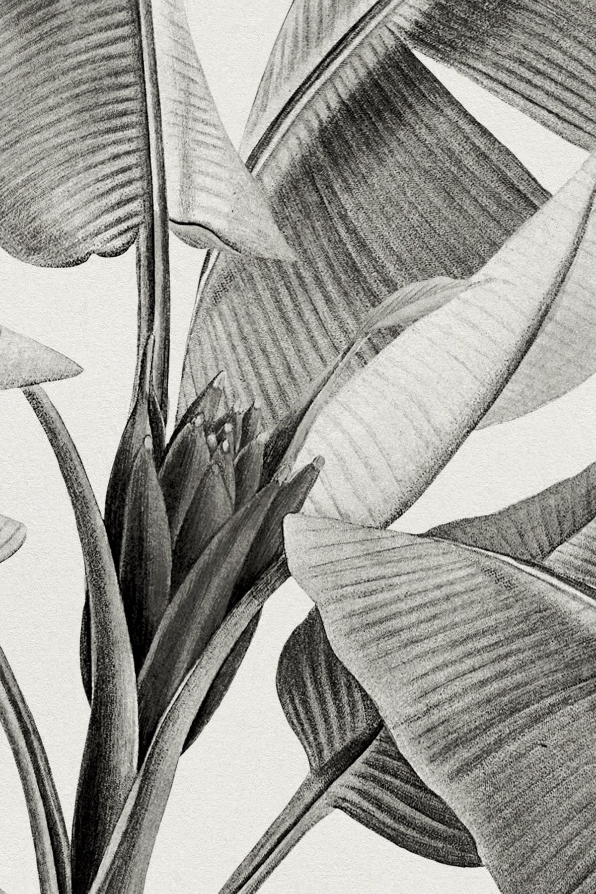 Close-up of The Botanic Frieze mural in charcoal and white showing the tropical plants rising from the base in detail