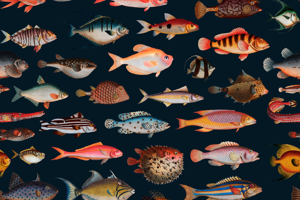 Full artwork view of The Curio Aquarium mural in coral and ink, showing vintage fish illustrations