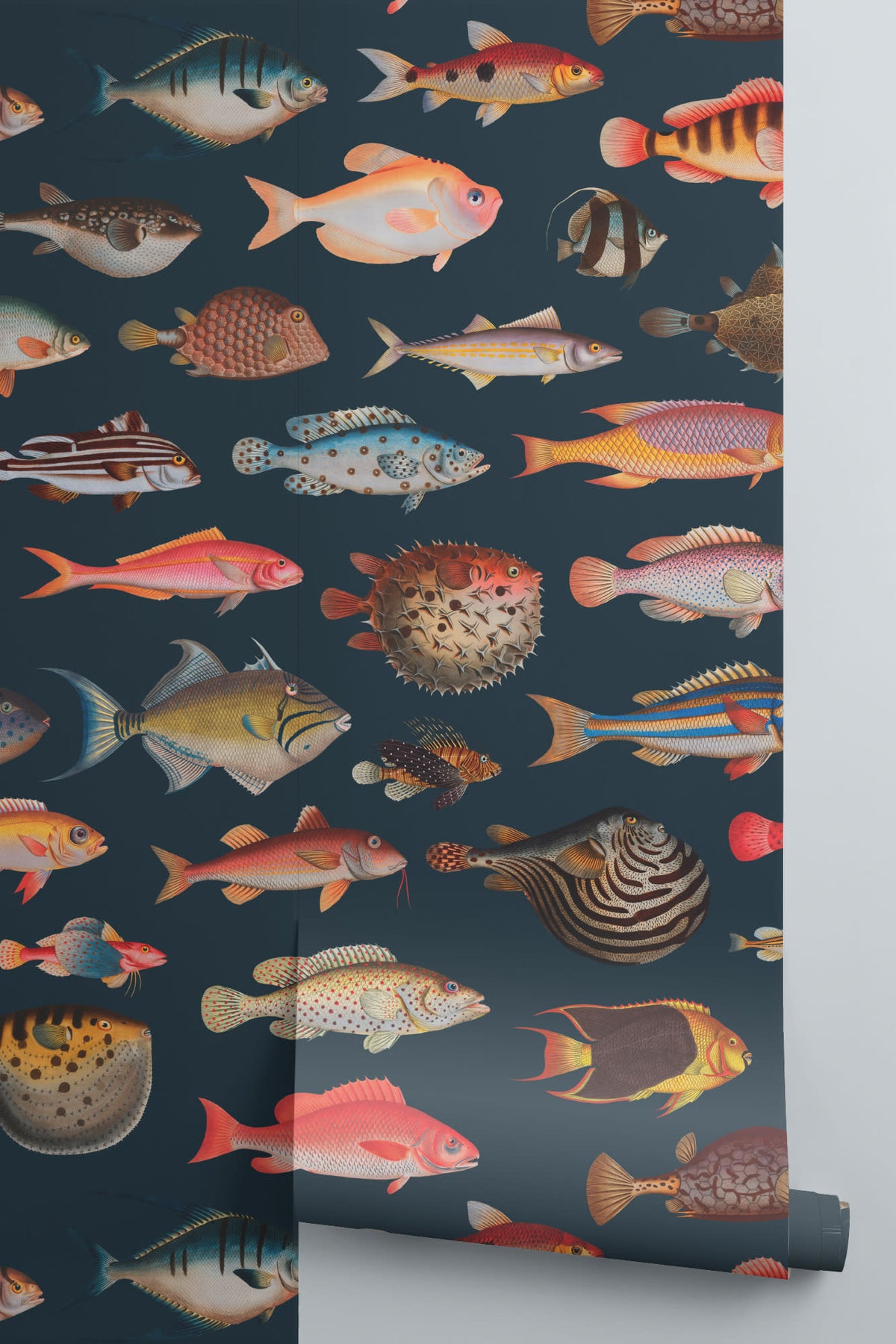 Rolled panel of The Curio Aquarium mural in coral and ink