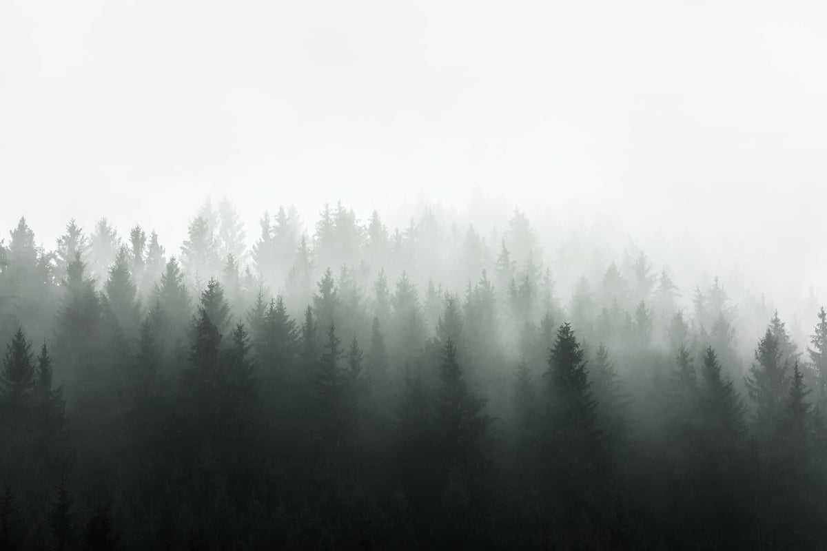 Full artwork view of The Nordic Pinewood mural in forest green and mist white, showing pines fading into mist